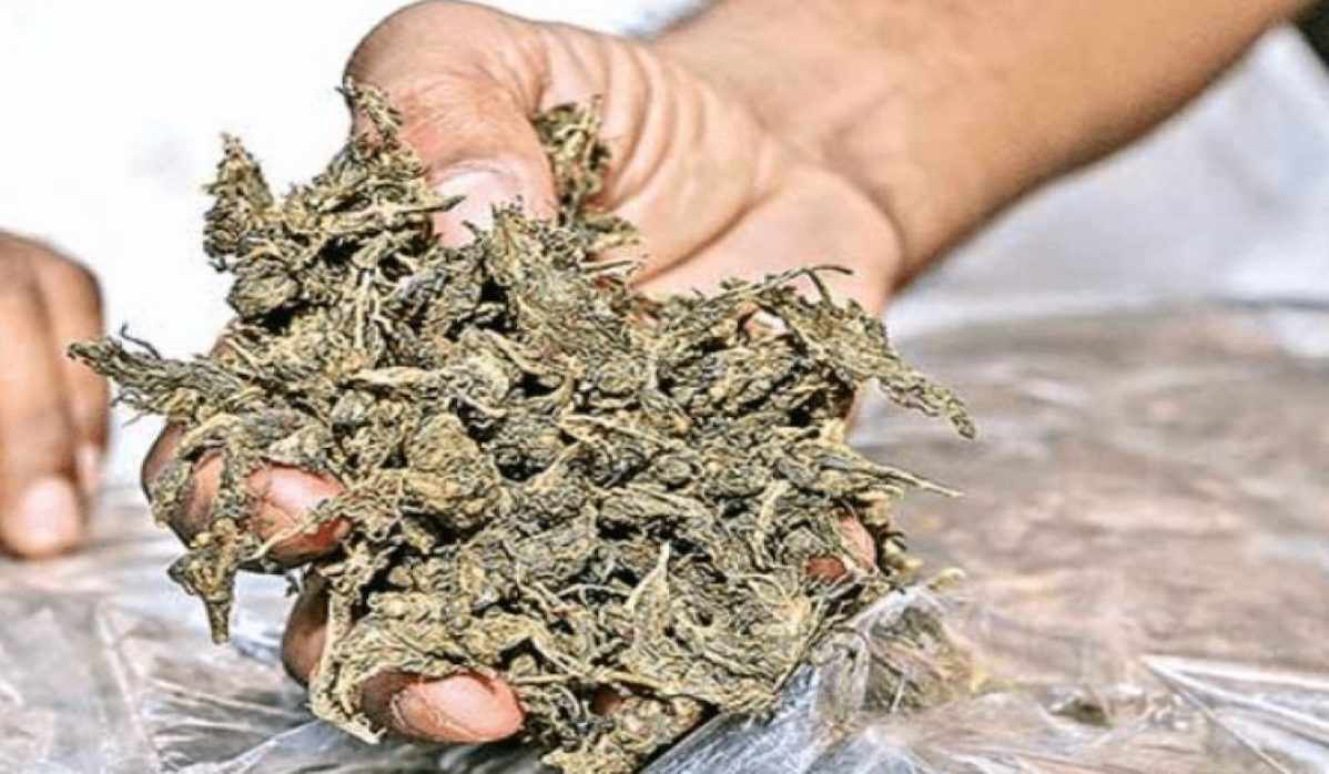 Narcotics Cell Seizes 7.220 Kgs of Ganja and Arrests One Lady 