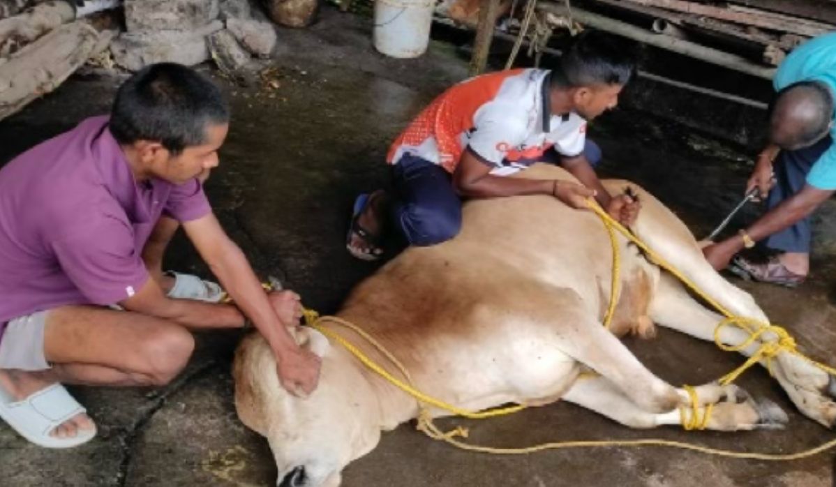 Bull Castration Drive Performed in Sri Vijaya Puram to Curb Stray Menace